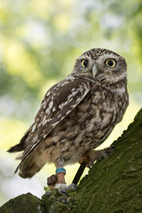 Little owl perched in a tree with green background.