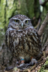 Little owl perched in a tree