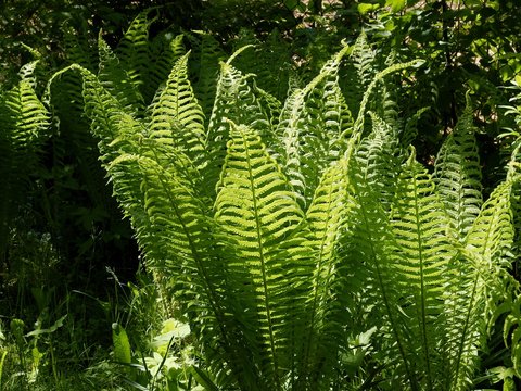 green fern fronds in forest at spring