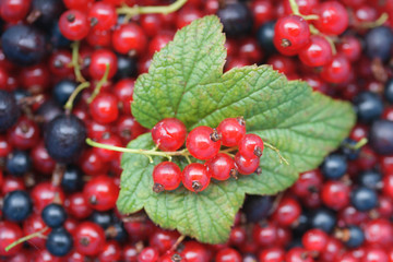 Красная и чёрная смородина