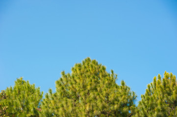Fototapeta na wymiar pine tree and sun on blue sky