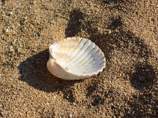Shell on sandy beach