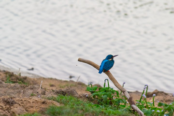 Blue Kingfisher in Yala National Park, Sri Lanka.