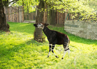 Okapi in a aviary in a zoo. Wroclaw, Poland	