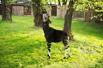 Okapi eats leafs from tree