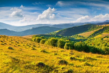 Colorful summer morning in the Carpathian mountains