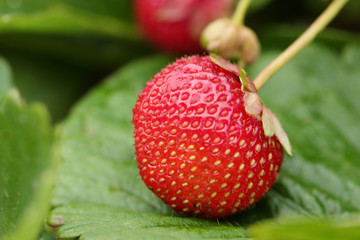 Strawberry