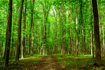 summer forest trees.