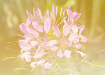 Flower in soft focus
