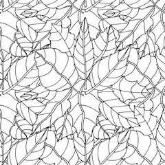 Fototapeta premium leaf background