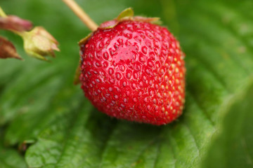 Strawberry