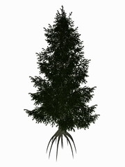 Colorado, blue or green spruce, picea pungens tree - 3D render