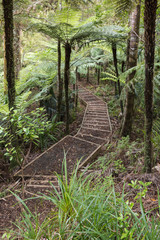 walking track in rainforest