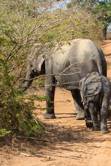 Asian Elephant in Yala National Park, Sri Lanka