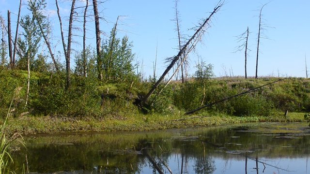 Лесное озеро