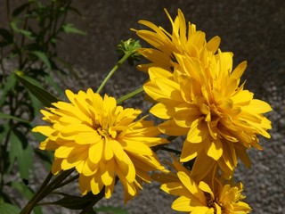 yellow flowers of false sunflowers plant