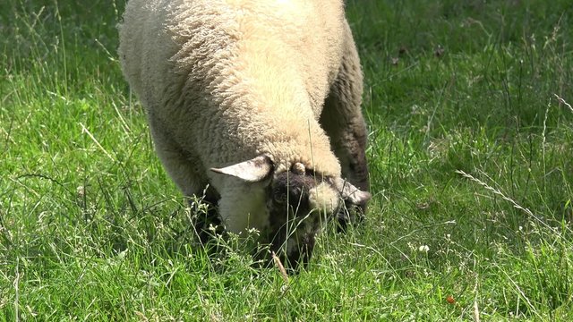 Sheep standing and grazing on meadow