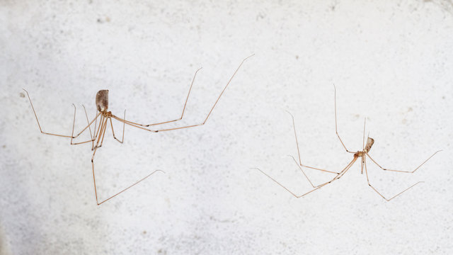 Pholcus phalangioides. Hembra y macho de Ara&ntilde;a de patas largas.
