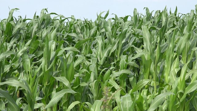 Field with maize plants