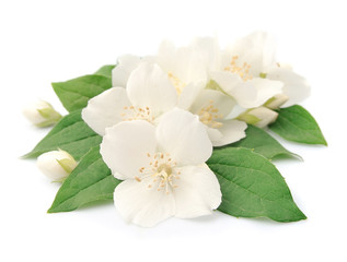 Obraz premium Jasmin flowers