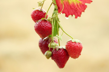 Strawberry