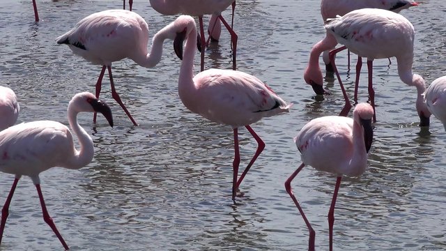 Flamingos (in Walvis Bay, Namibia) as 4K UHD footage