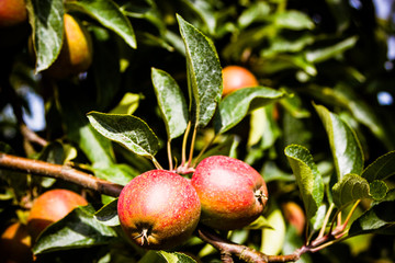 Äpfel im alten Land 8