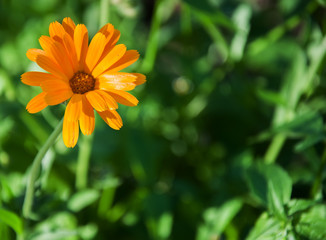 Bright Yellow Flower Selective focus (shallow depth of field)