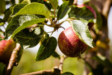 Äpfel im alten Land 7