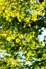 green leaves