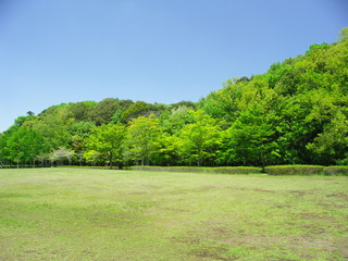 春の21世紀の森と広場の草原と林風景