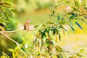 Sparrow on a Branch