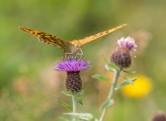 nacré tabac d'Espagne
