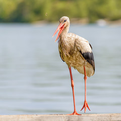 Old Stork Close to the River	