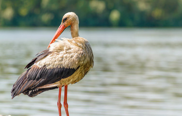 Old Stork Close to the River	