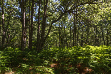 Bosque de robles y helechos. Parque Natural Lago de Sanabria, Zamora.
