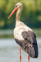 Old Stork Close to the River