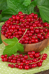 Red Currant Green Leaf