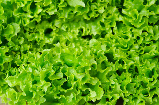 Fresh green lettuce salad leaves closeup