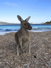 Kangaroo, Australia