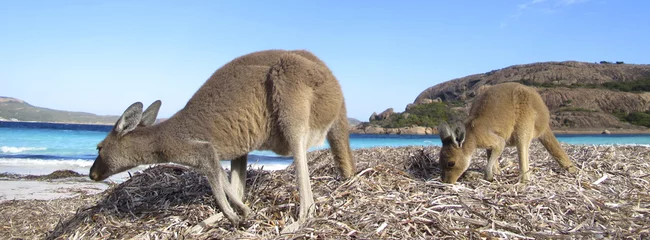 Cercles muraux Kangourou kangourou, Australie