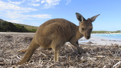 kangaroo, australia