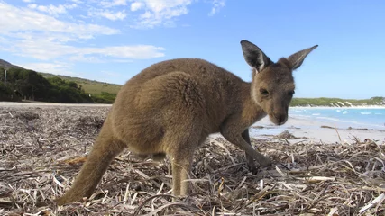 Rolgordijnen Kangoeroe kangoeroe, Australië
