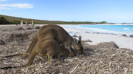 kangaroo, australia