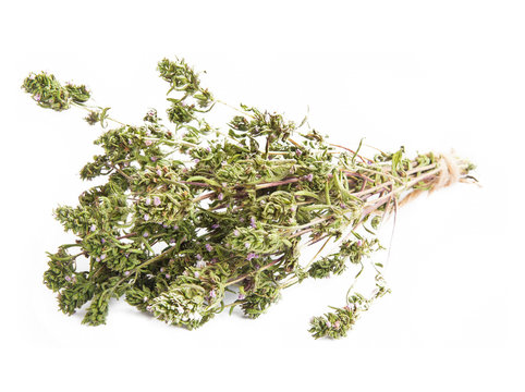 Thyme Herb Isolated