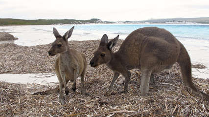 Naklejka na ściany i meble kangaroo, australia