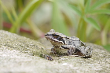 Frosch