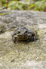 Frosch
