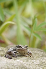 Frosch