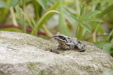 Frosch